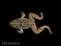 藏品(澤蛙)的圖片